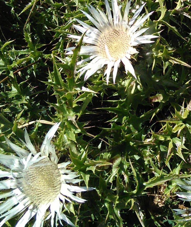 הוילה וידיצ'אטיקו Carlina Bianca מראה חיצוני תמונה